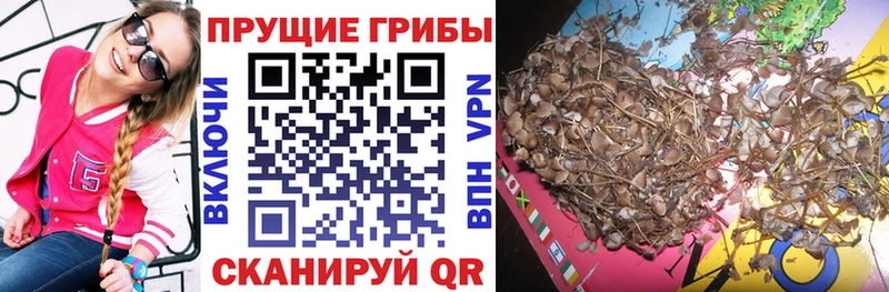 Галлюциногенные грибы Psilocybine cubensis  Купить где  Судогда 